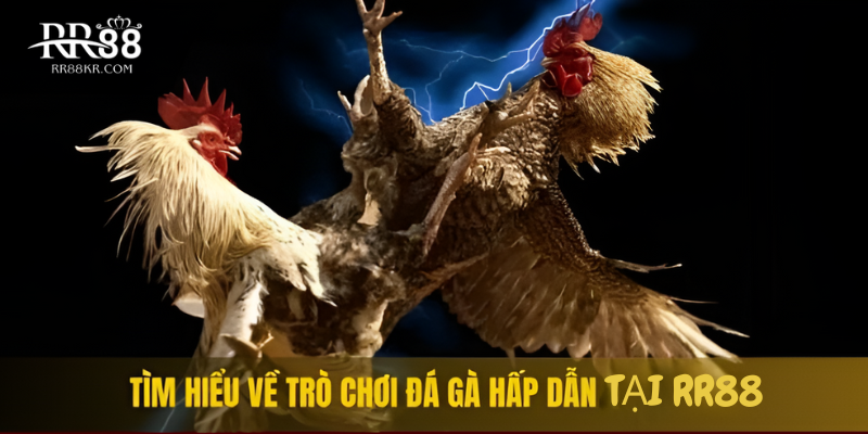 Tìm hiểu về trò chơi đá gà hấp dẫn tại RR88