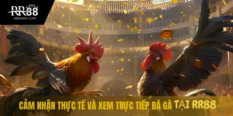 Cảm nhận thực tế và xem trực tiếp đá gà tại RR88