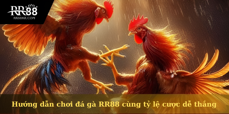 Hướng dẫn chơi đá gà RR88 cùng tỷ lệ cược dễ thắng